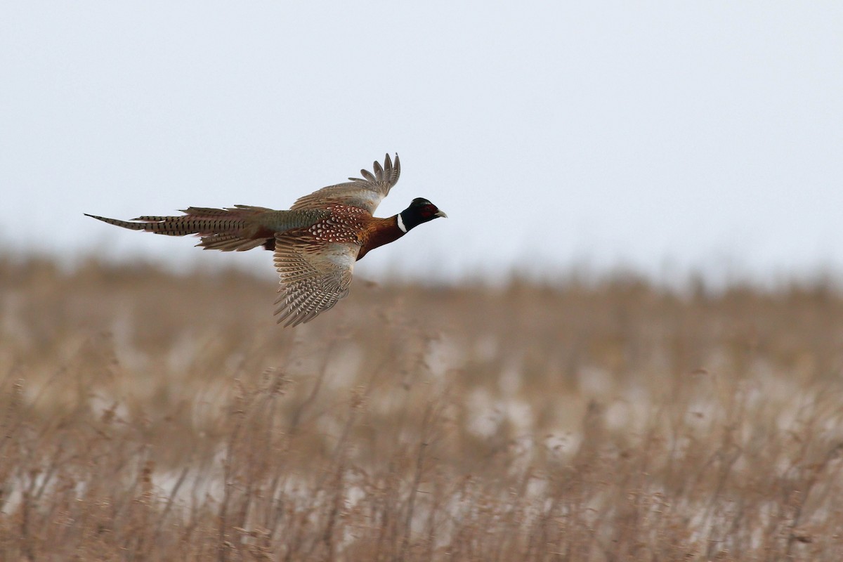 Ring-necked Pheasant - Alex Lamoreaux