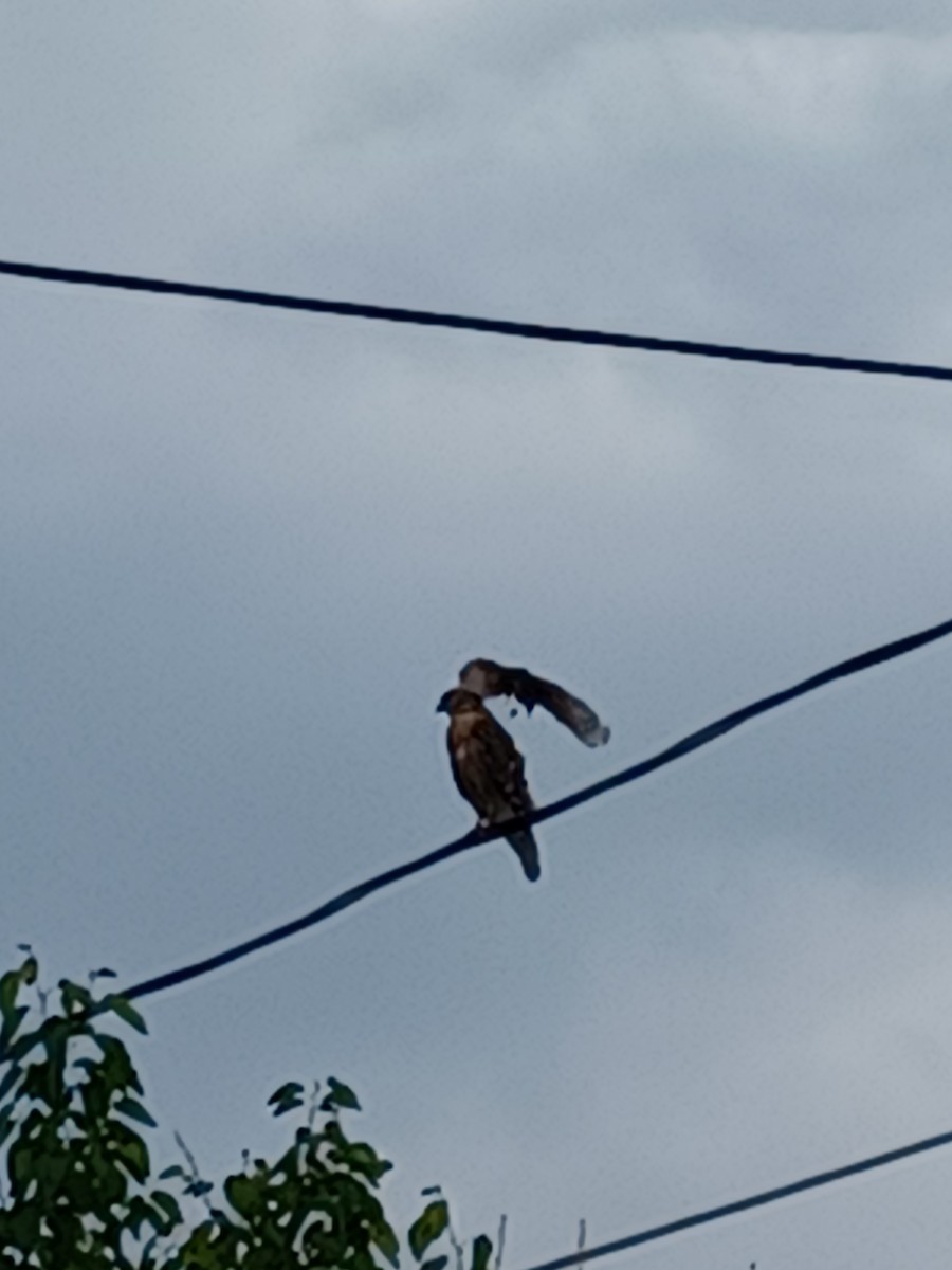 Red-shouldered Hawk - ML453239431