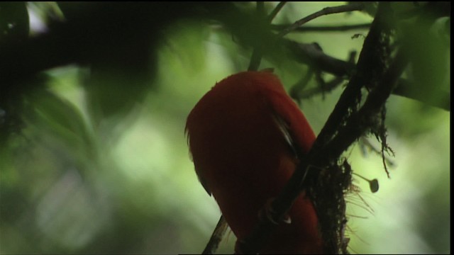 Guianan Cock-of-the-rock - ML453240