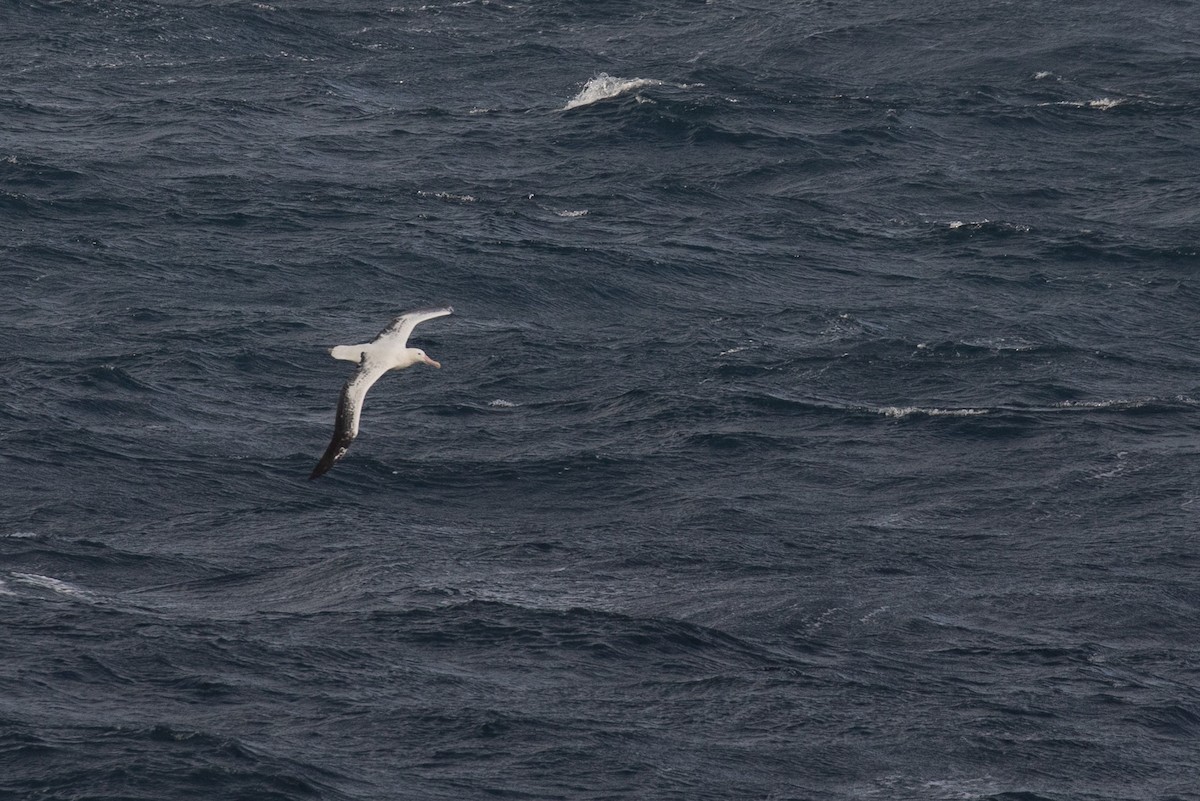 Southern Royal Albatross - Micky Reeves