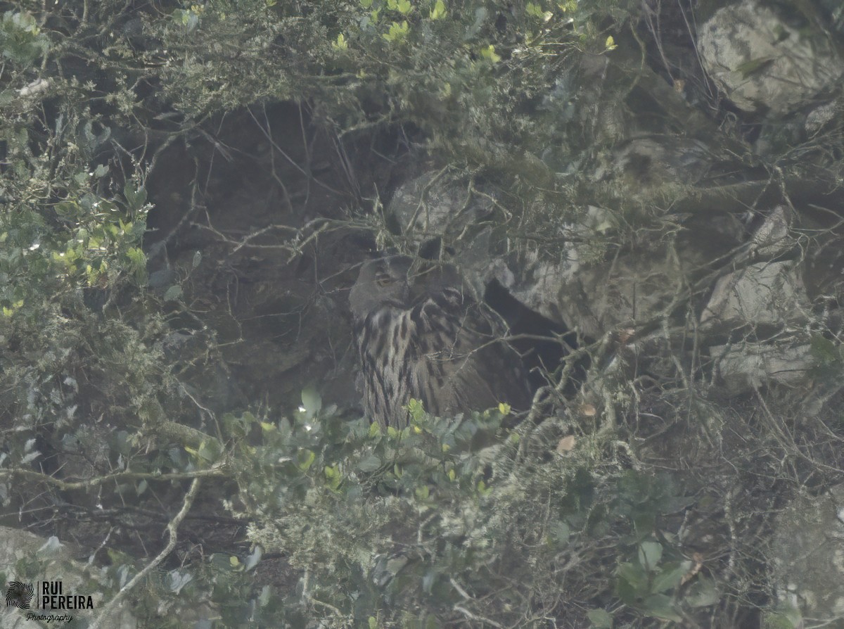 Eurasian Eagle-Owl - ML453240601