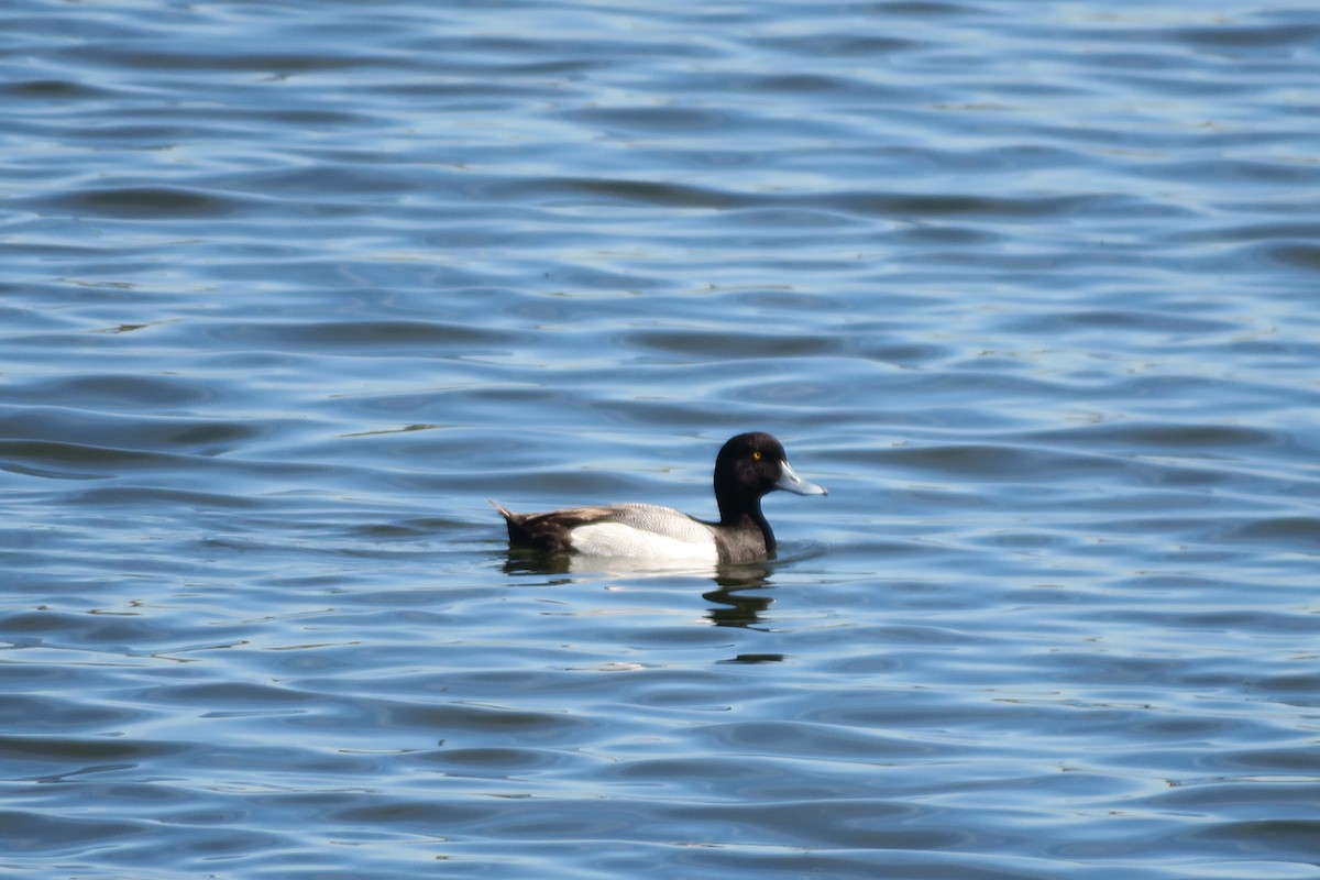 Greater Scaup - ML453240611