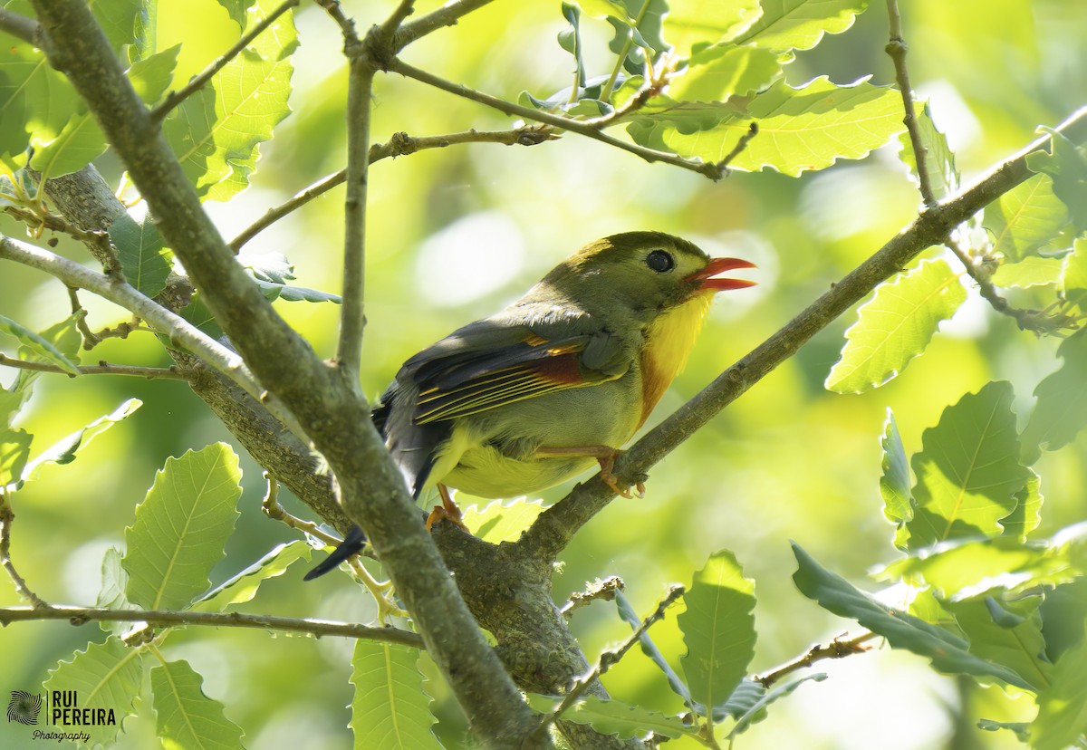 Red-billed Leiothrix - ML453240671