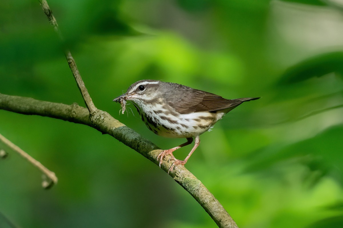 Reinita Charquera de Luisiana - ML453241221