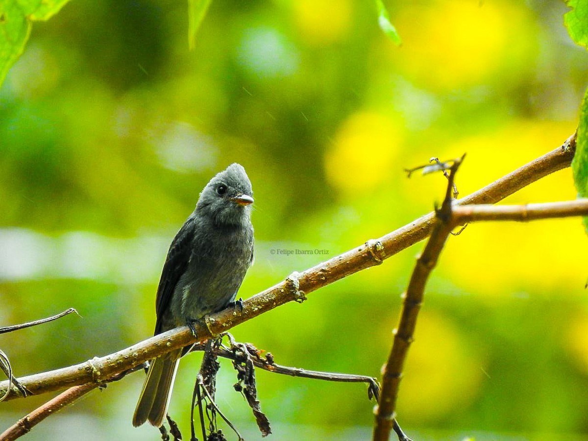 Smoke-colored Pewee - ML453241251