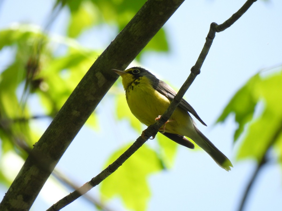 Canada Warbler - ML453241281