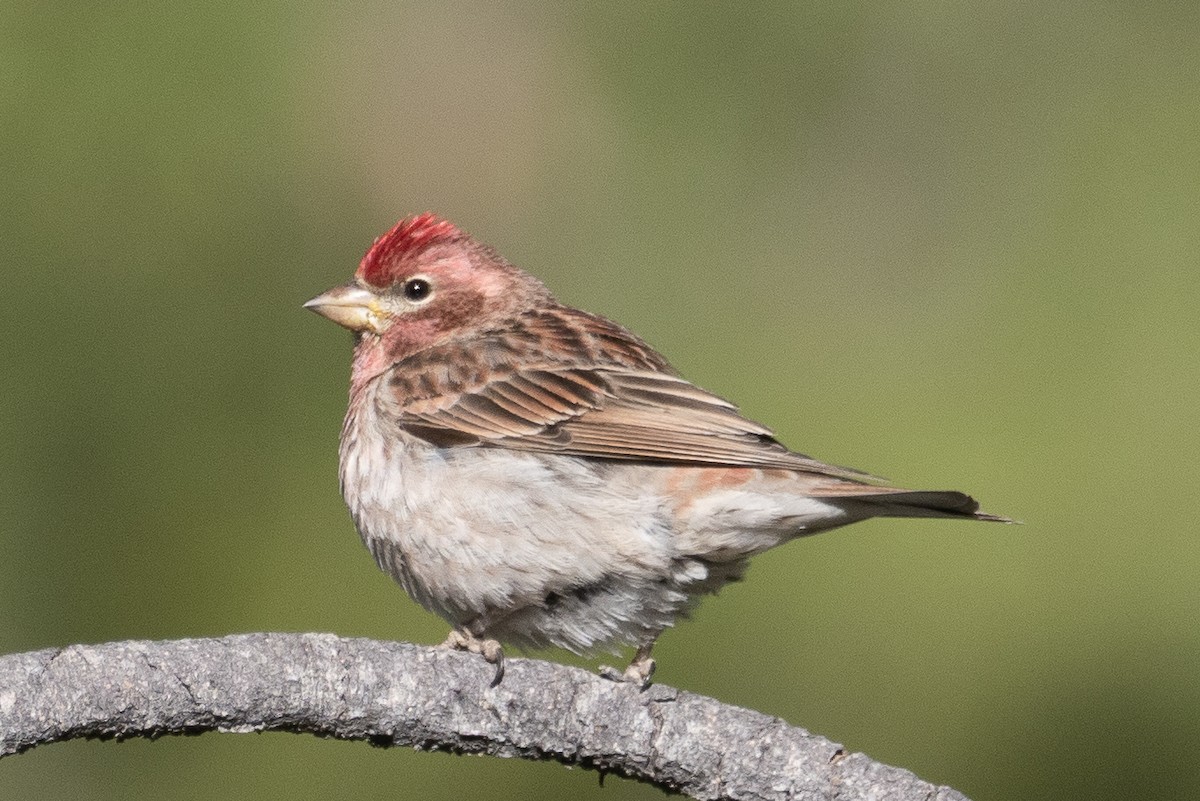 Cassin's Finch - ML453241491