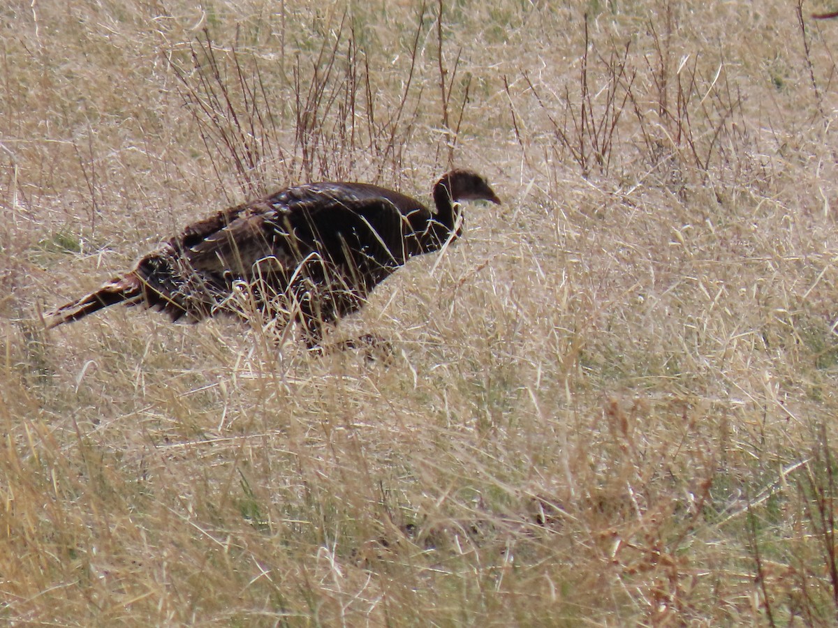 Wild Turkey - ML453241811