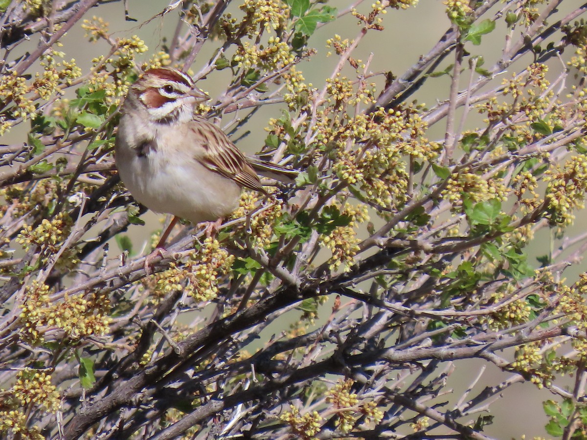 Lark Sparrow - ML453242011
