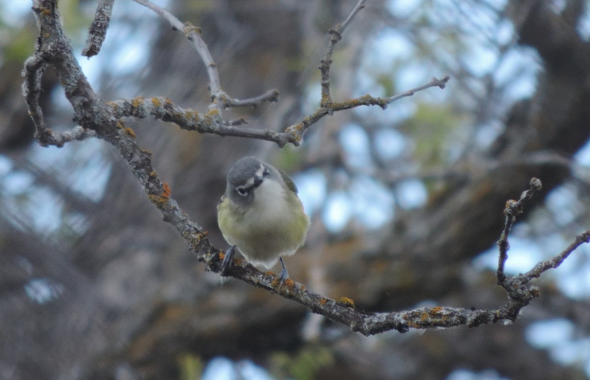 Blue-headed Vireo - ML453242071