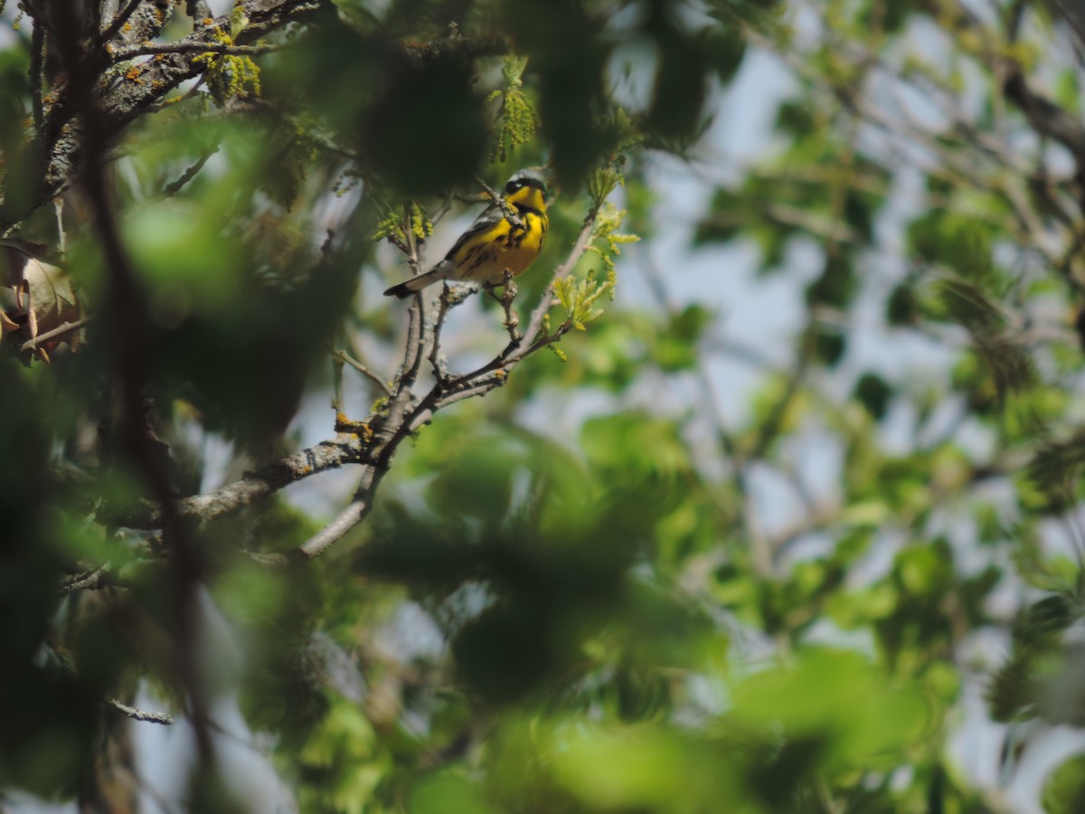 Magnolia Warbler - ML453242241