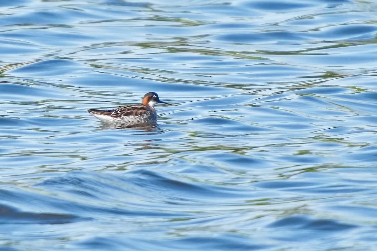 Red-necked Phalarope - Ken Faucher