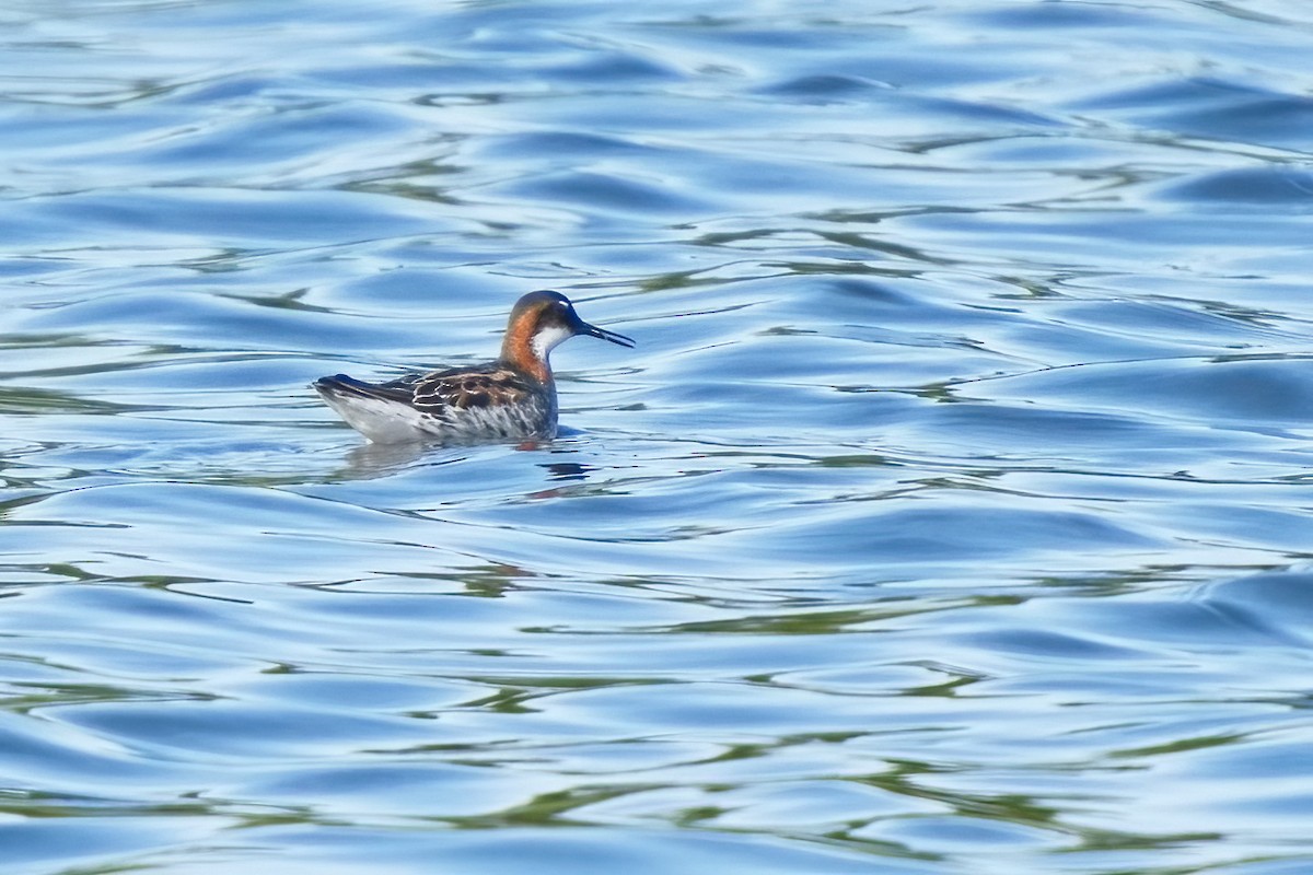 Red-necked Phalarope - ML453242371