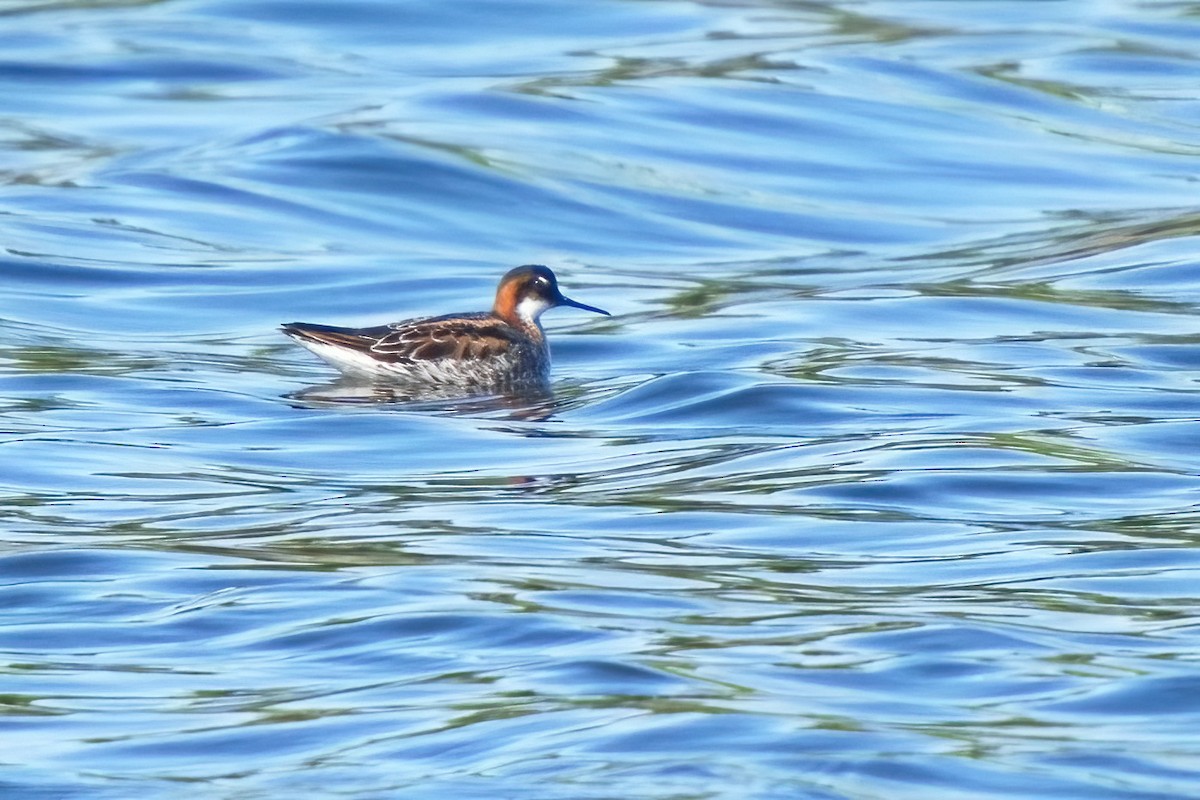 Phalarope à bec étroit - ML453242381