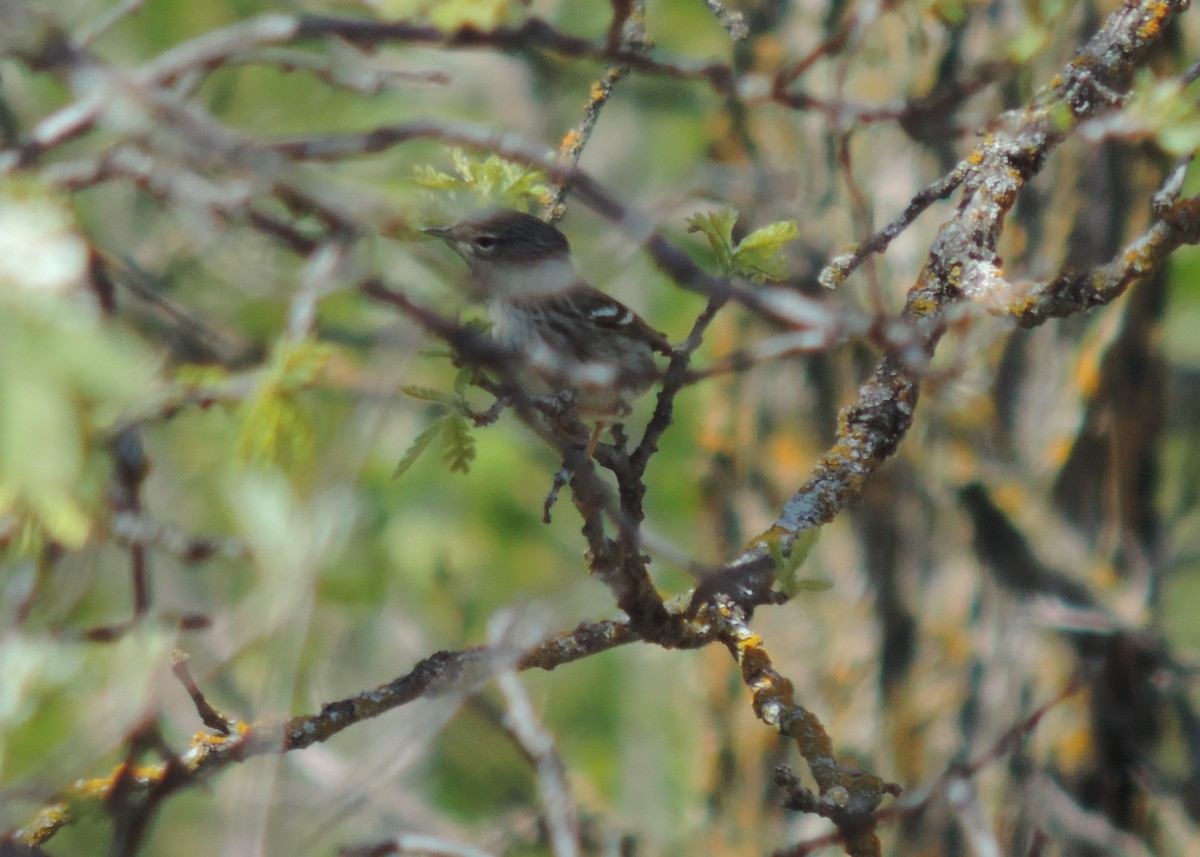 Blackpoll Warbler - ML453242591