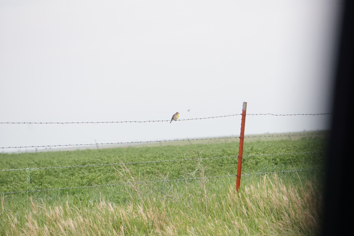 Dickcissel - ML453242641