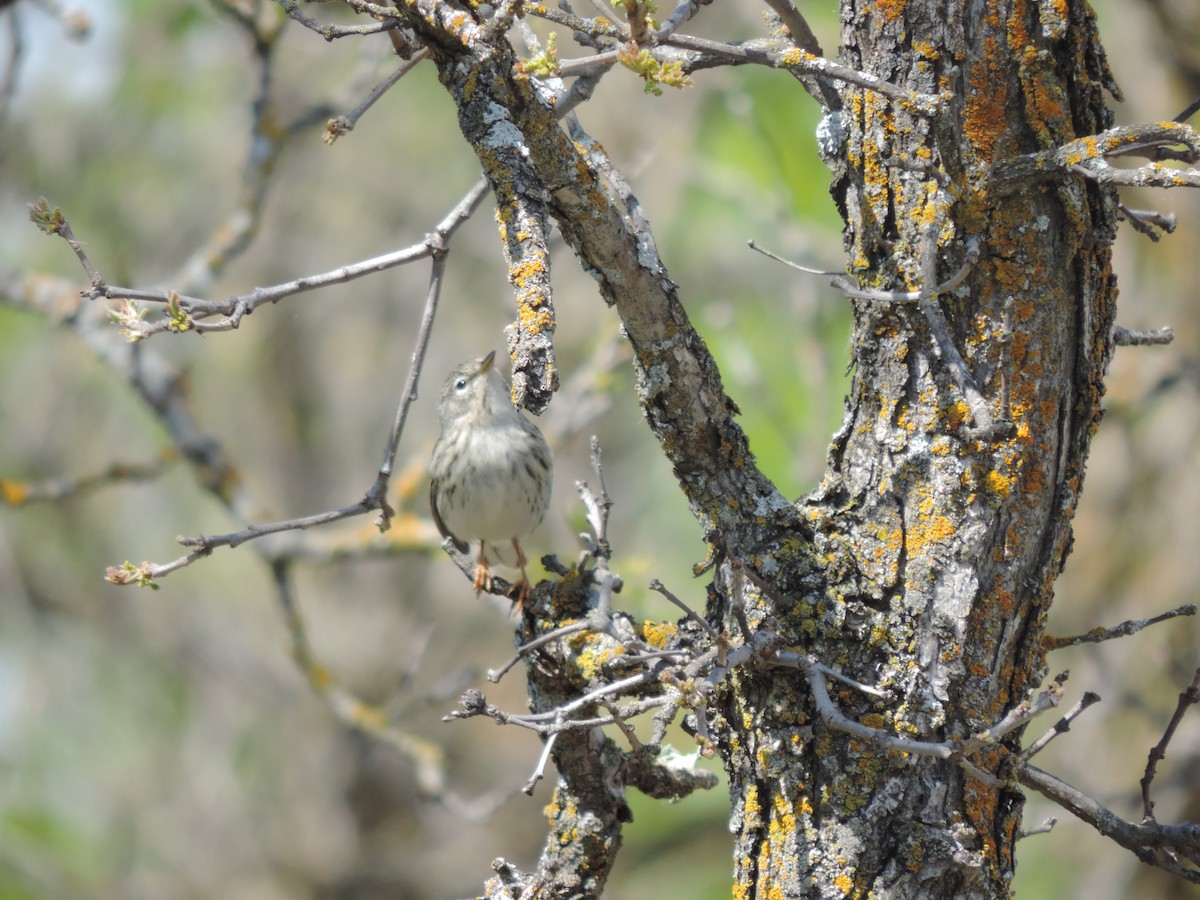Blackpoll Warbler - ML453242661