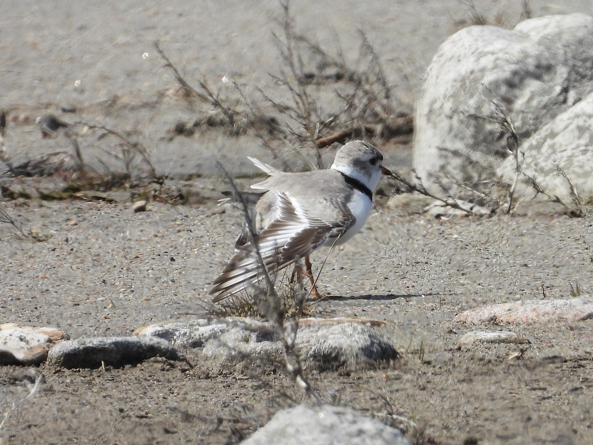 Piping Plover - John Lundgren