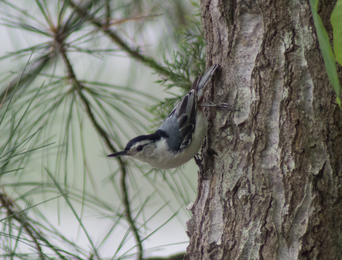 White-breasted Nuthatch (Eastern) - ML453242971