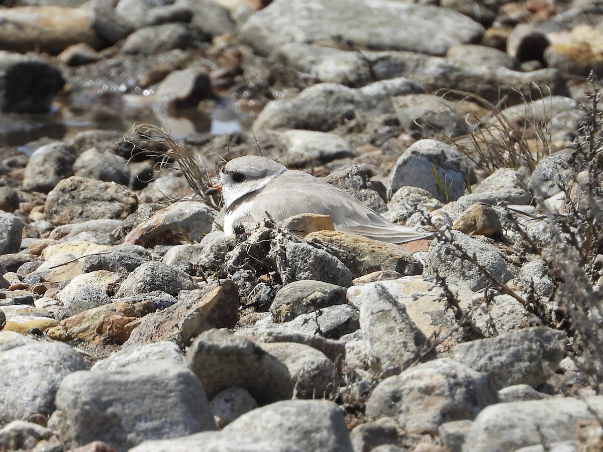 Piping Plover - John Lundgren