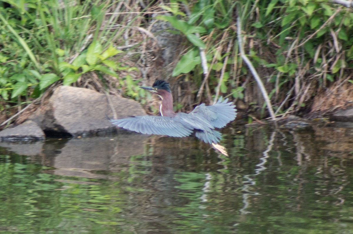 Green Heron - ML453243341