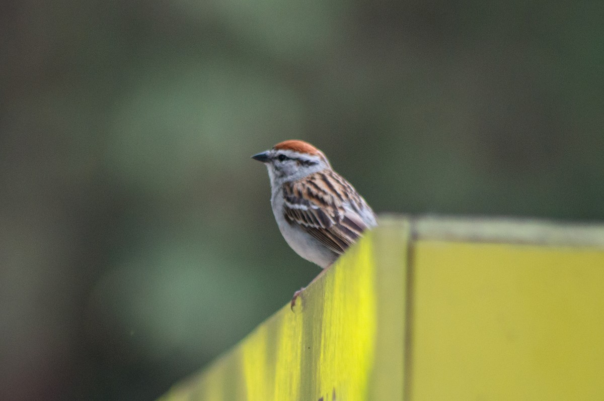 Chipping Sparrow - ML453243631