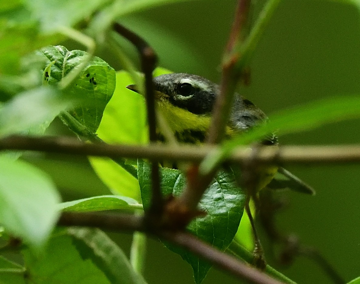 Magnolia Warbler - Cesar Castillo