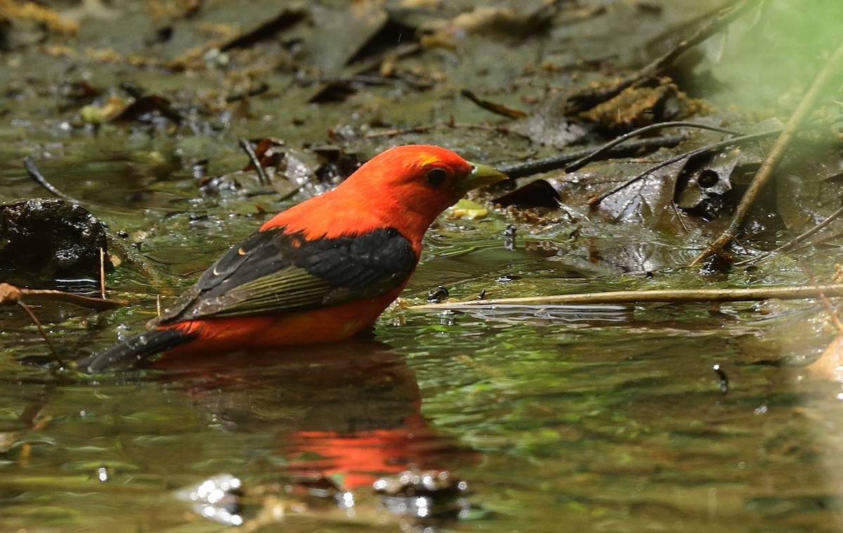 Scarlet Tanager - ML453245341