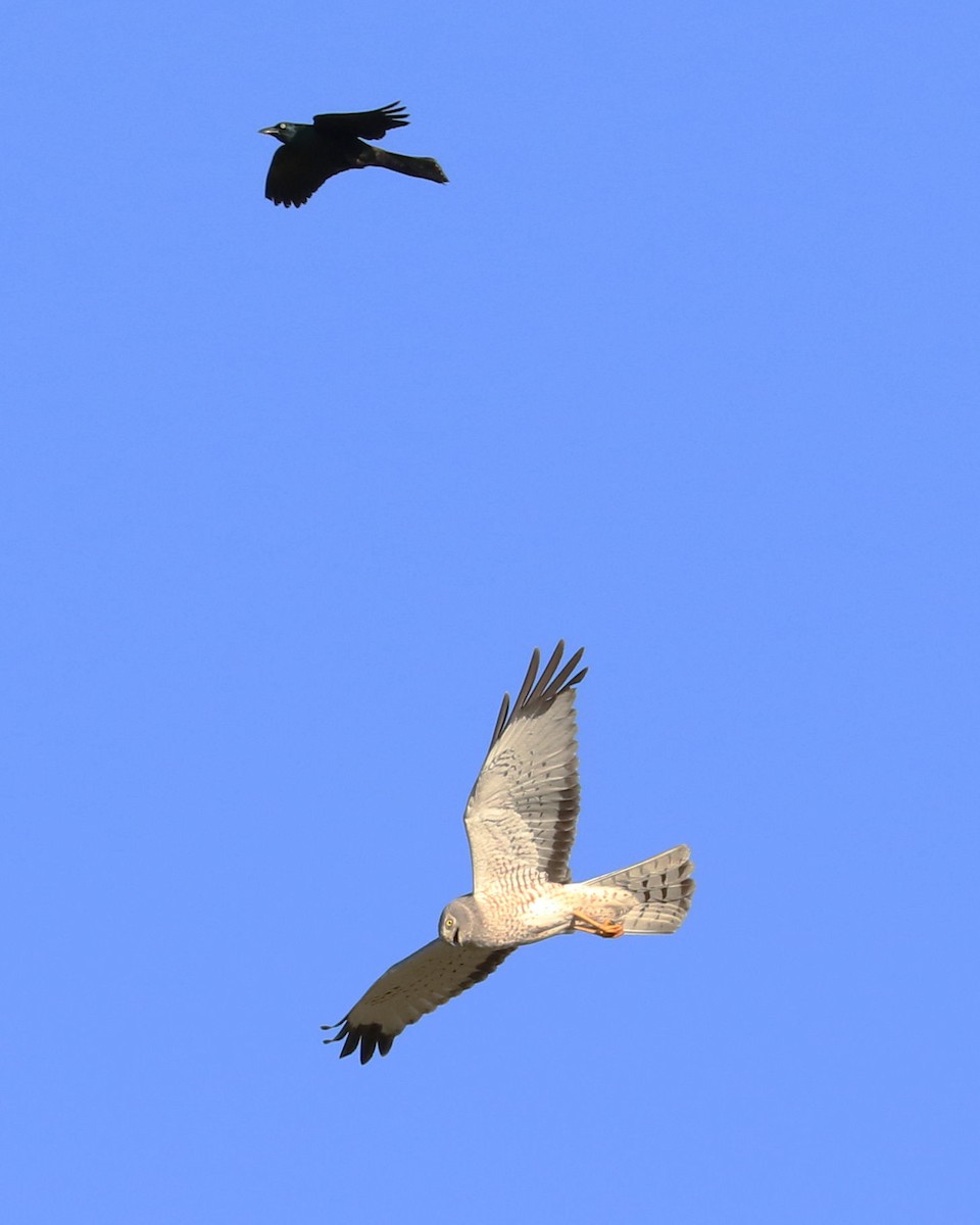 Northern Harrier - Mario St-Gelais