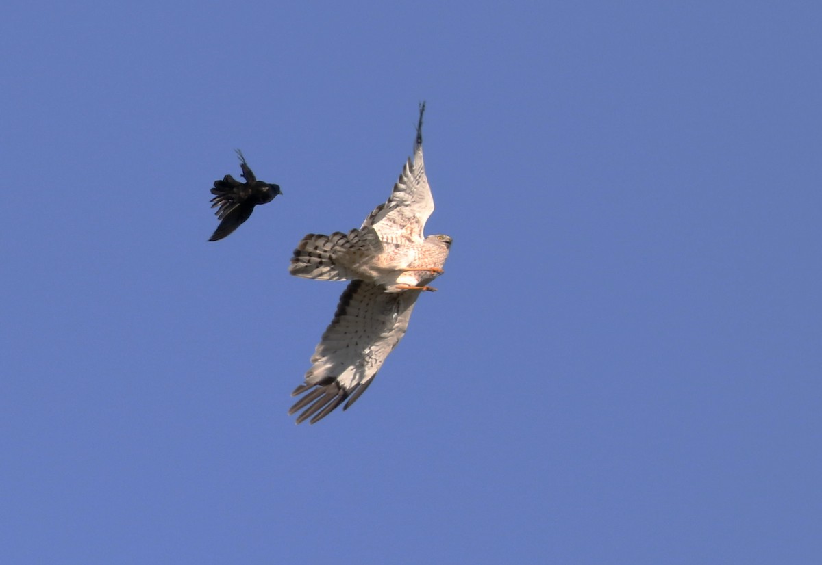 Northern Harrier - Mario St-Gelais