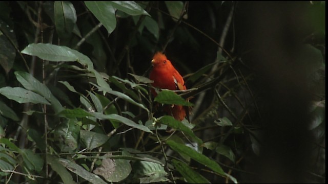 Guianan Cock-of-the-rock - ML453247