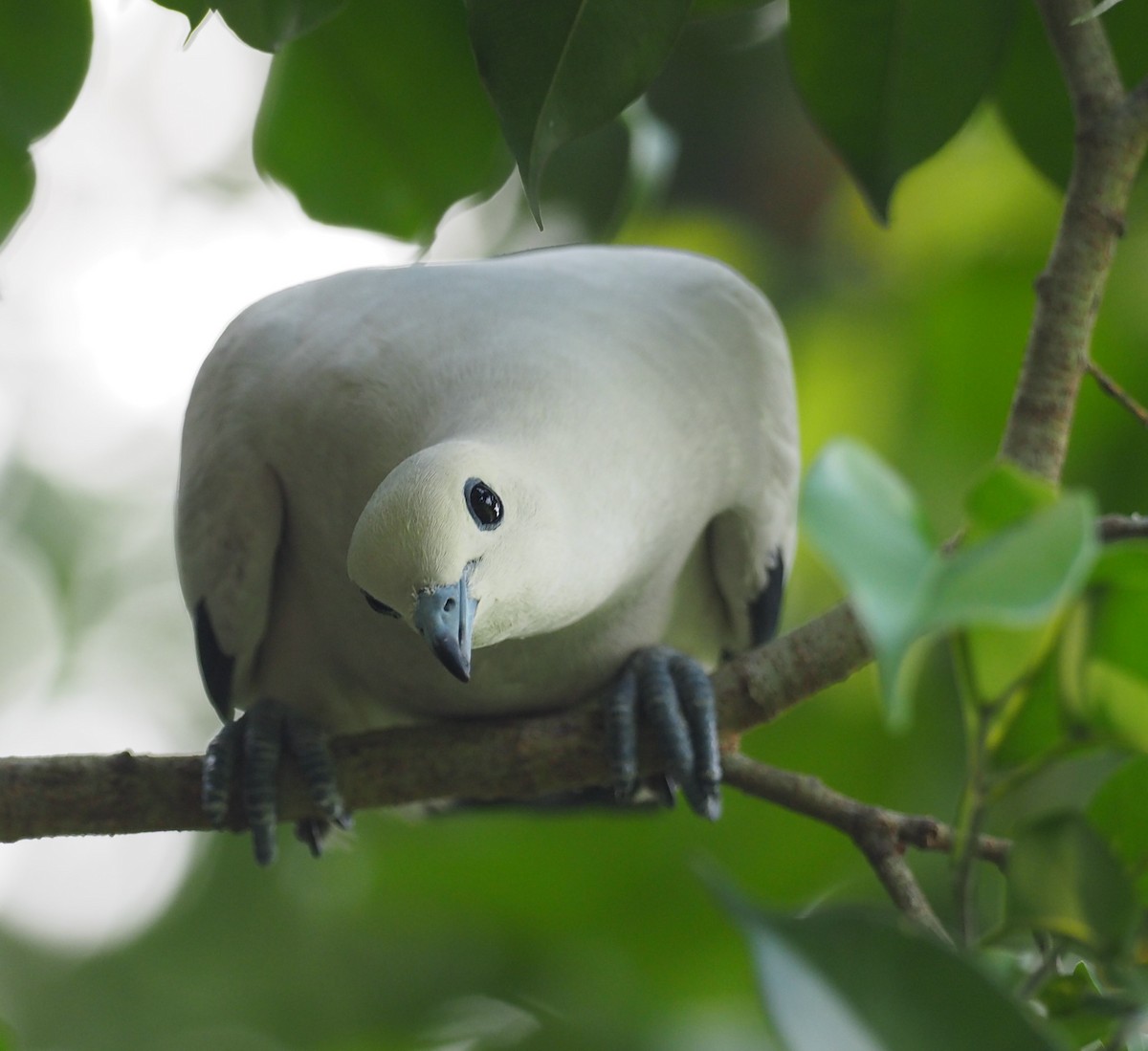 Pied Imperial-Pigeon - Mark Stevenson