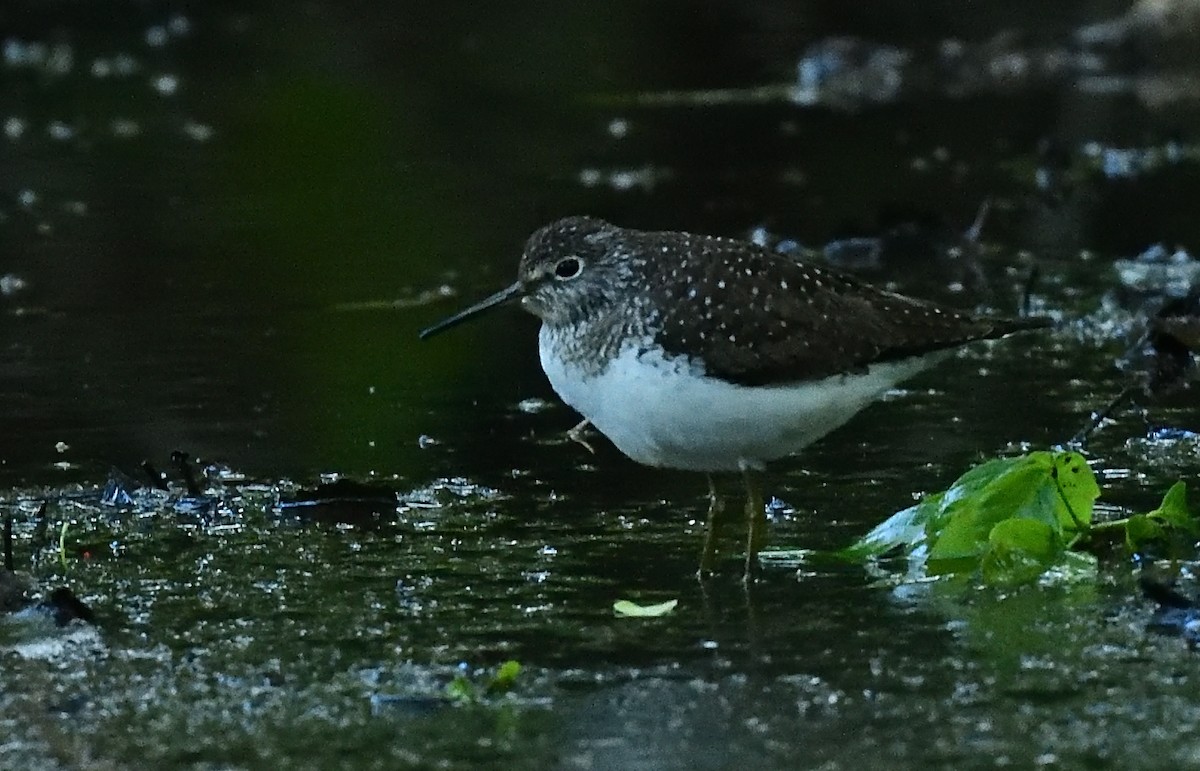 Solitary Sandpiper - ML453248281