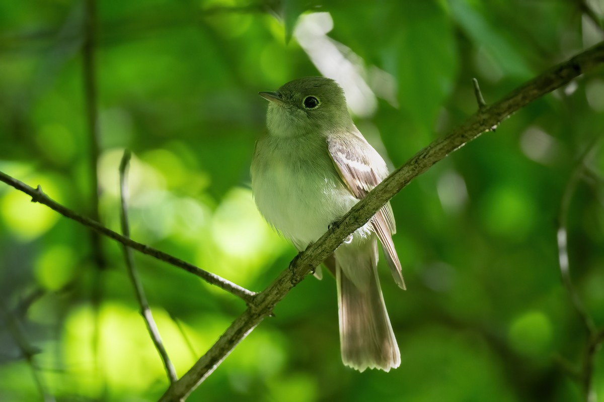 Acadian Flycatcher - Andrew Newmark