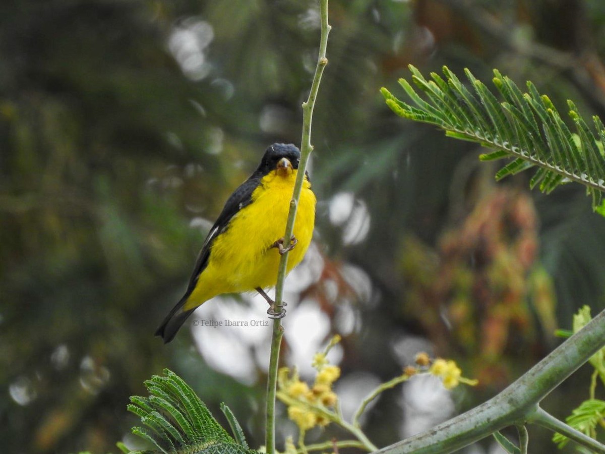 Lesser Goldfinch - ML453248481