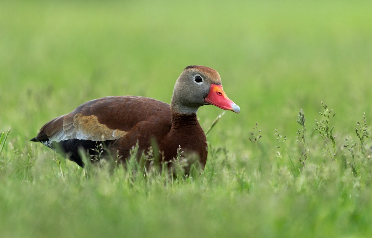 アカハシリュウキュウガモ - ML453248571