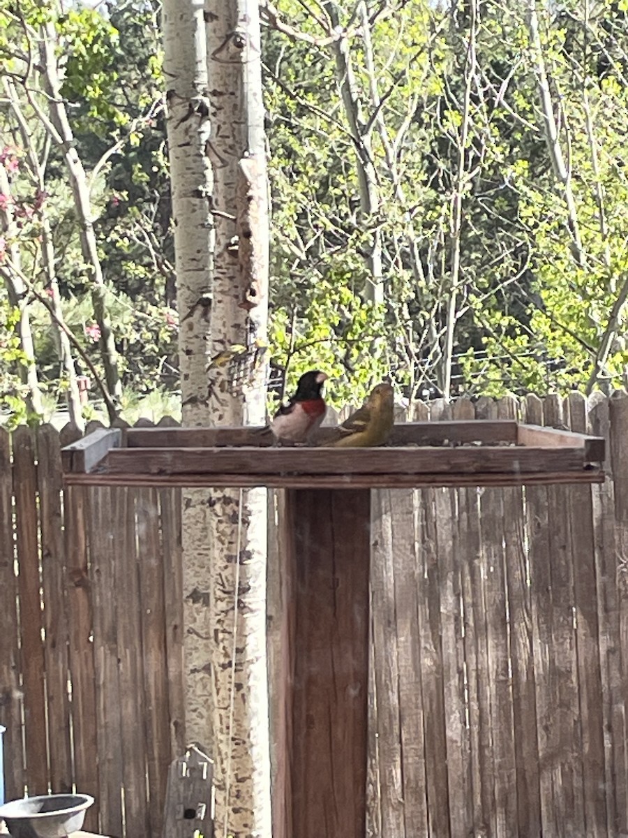 Rose-breasted Grosbeak - ML453248941