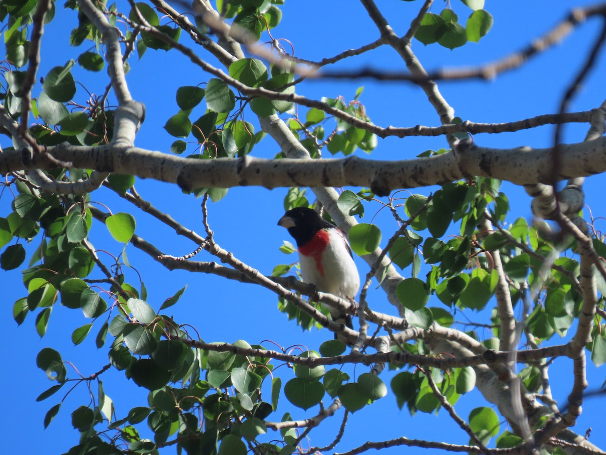 Rose-breasted Grosbeak - ML453248981