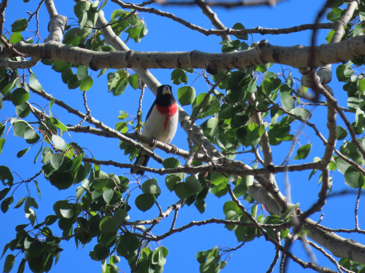 Rose-breasted Grosbeak - ML453249001