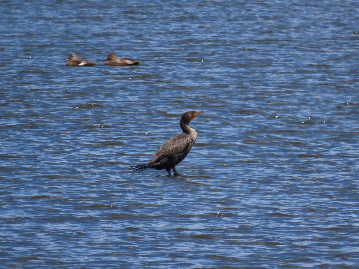 Cormoran à aigrettes - ML453249231