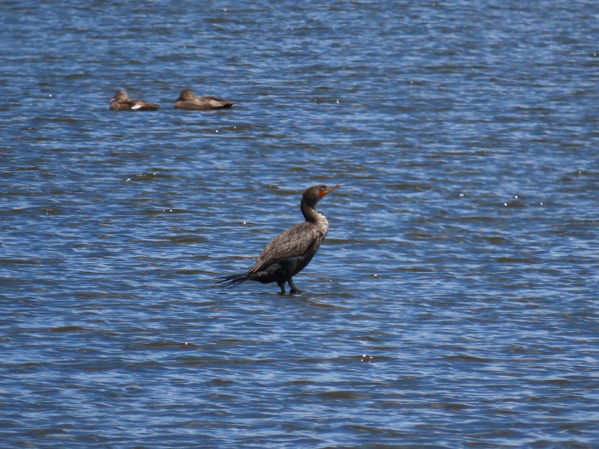 Double-crested Cormorant - ML453249231