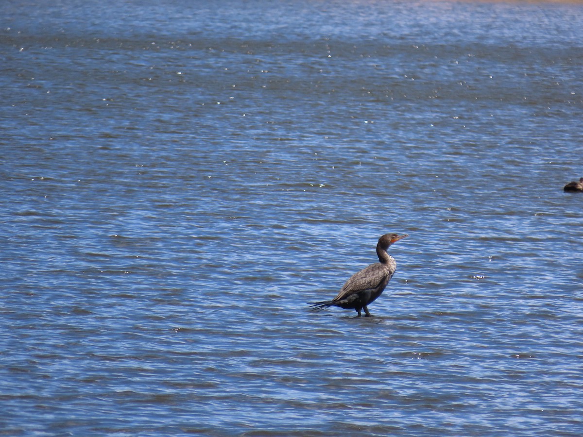 Cormoran à aigrettes - ML453249261