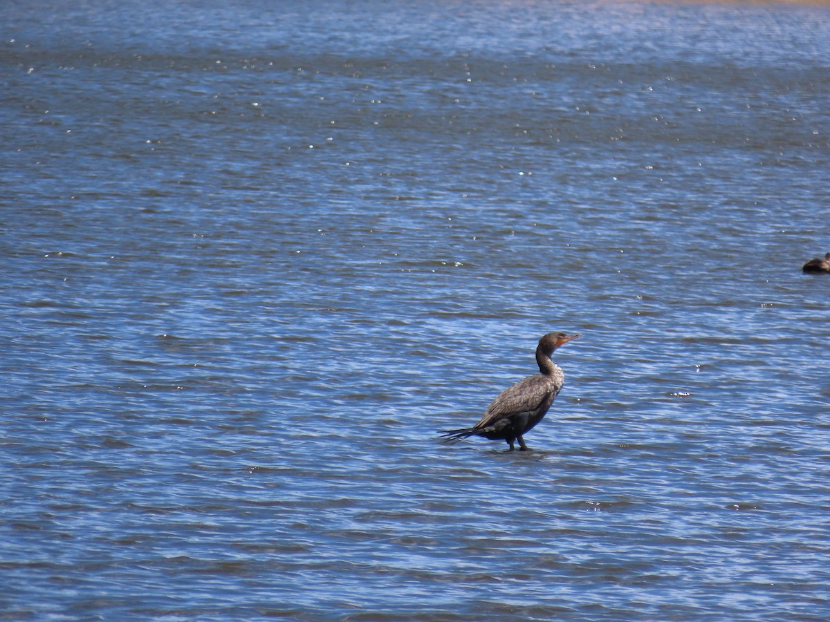 Double-crested Cormorant - ML453249261