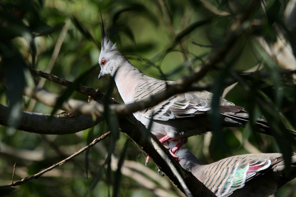 Crested Pigeon - Pauline and Ray Priest