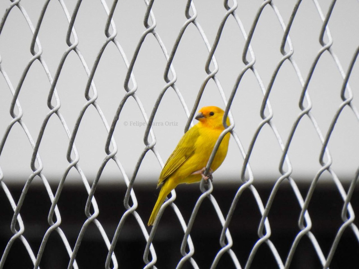 Saffron Finch - ML453250961