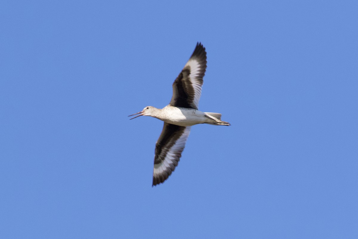 Willet - ML453251141