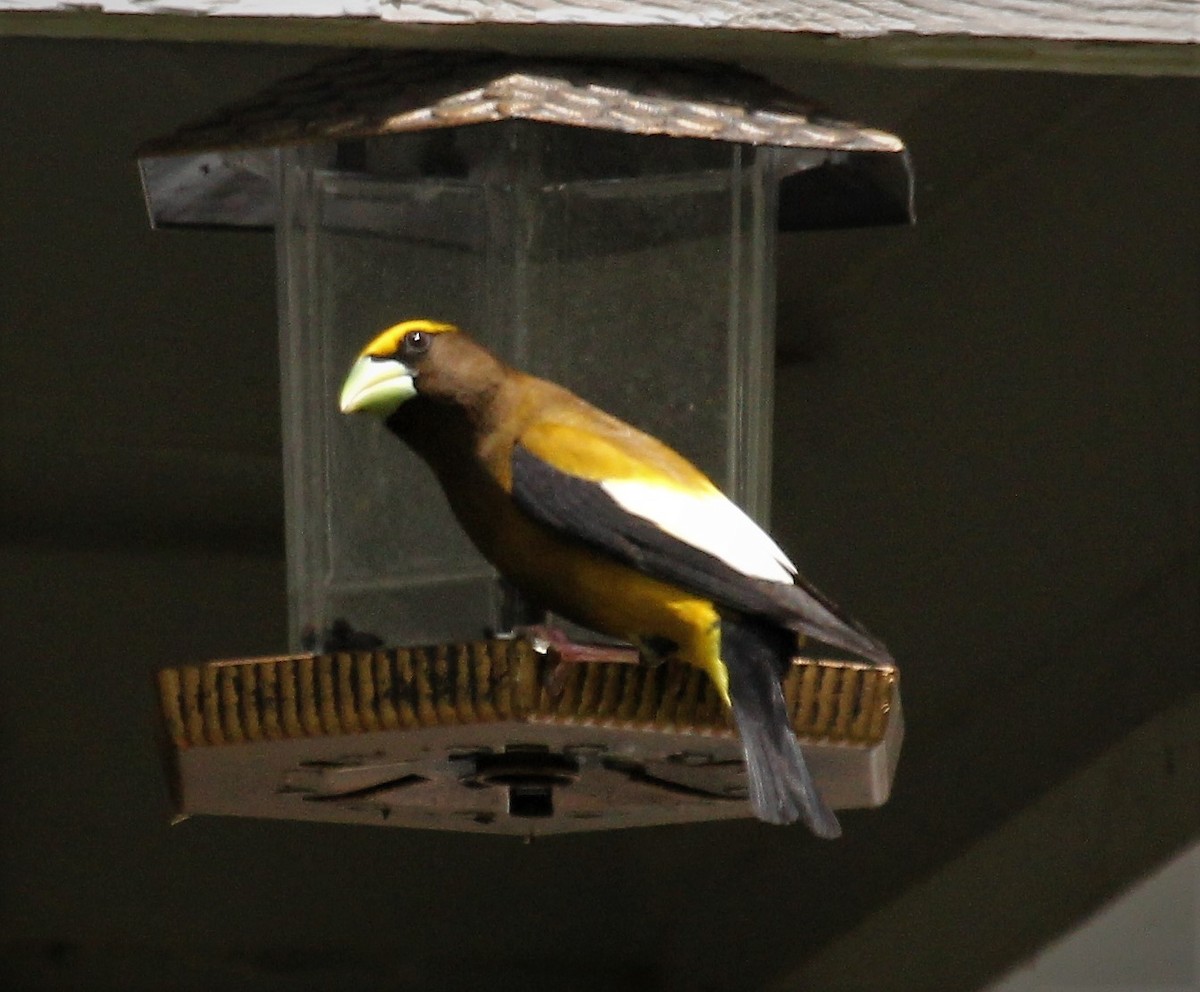 Evening Grosbeak - Nels Nelson