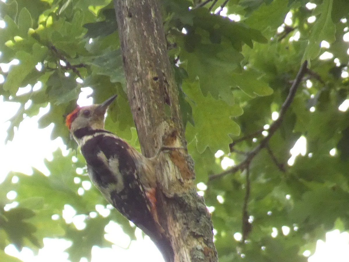 Middle Spotted Woodpecker - ML453252601