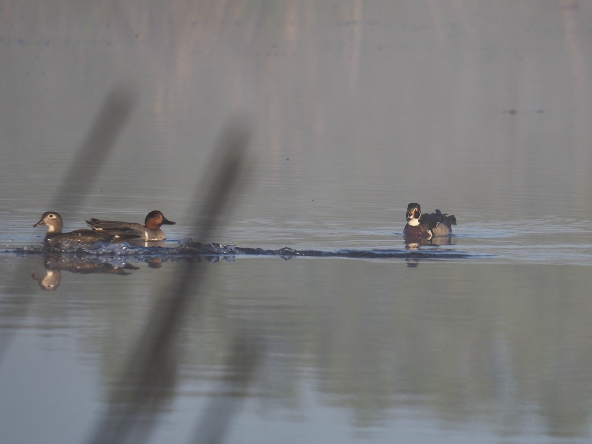 Wood Duck - Bruce Gates