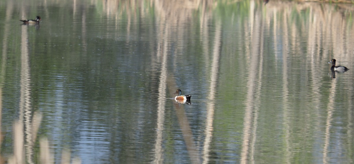 Northern Shoveler - ML453253131